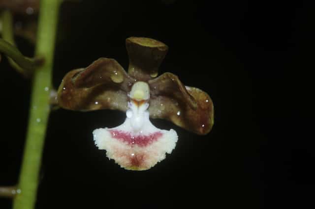 Virot's Dendrobium