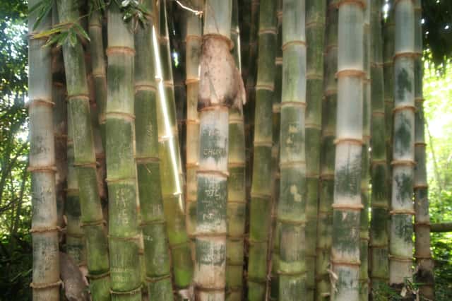 Bambu-gigante