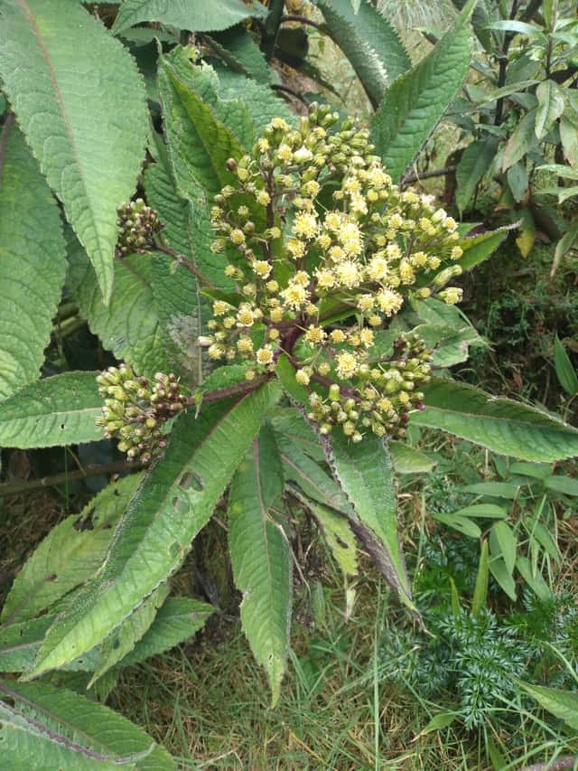 Dendrophorbium
