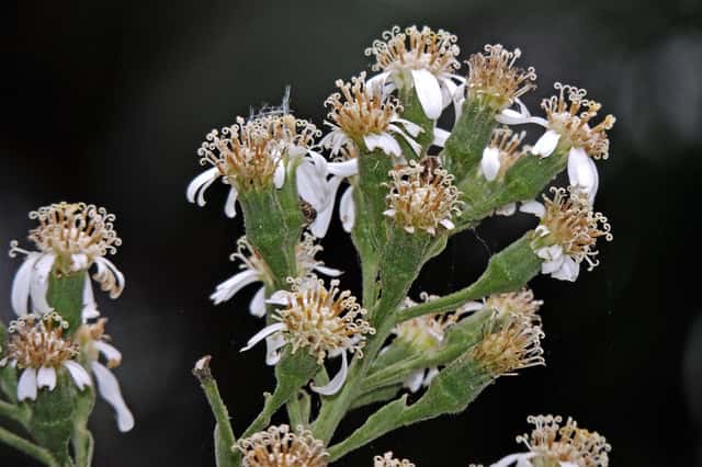 Dendrophorbium peregrinum