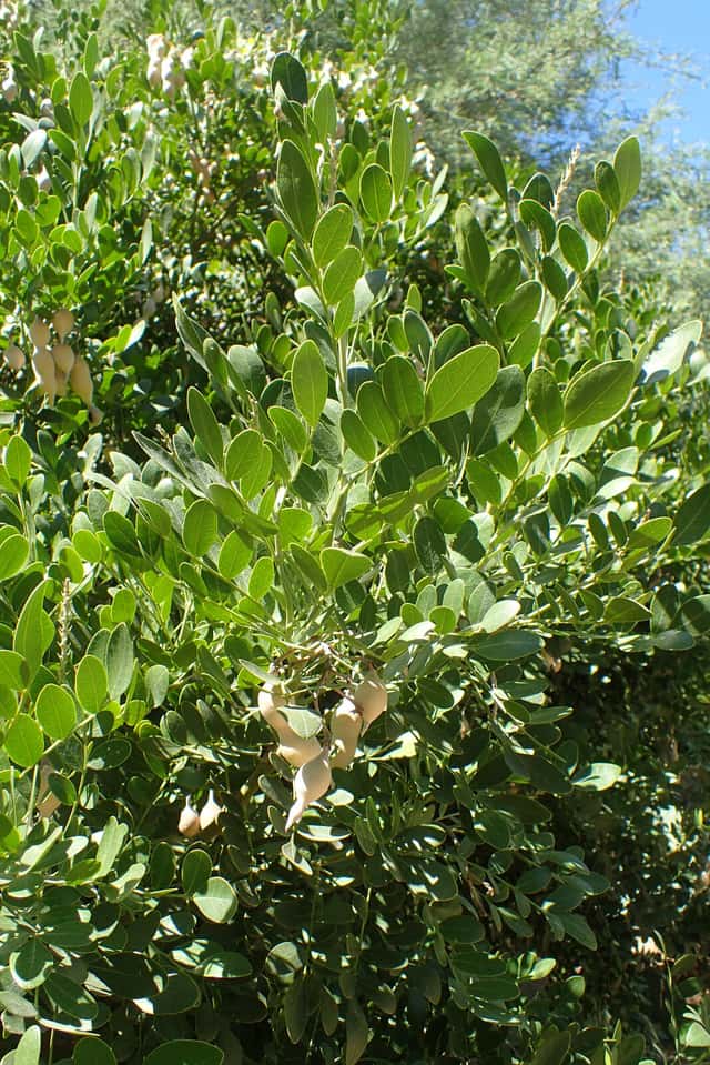 Frijolillo