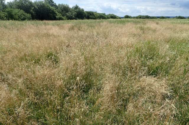 tufted hairgrass
