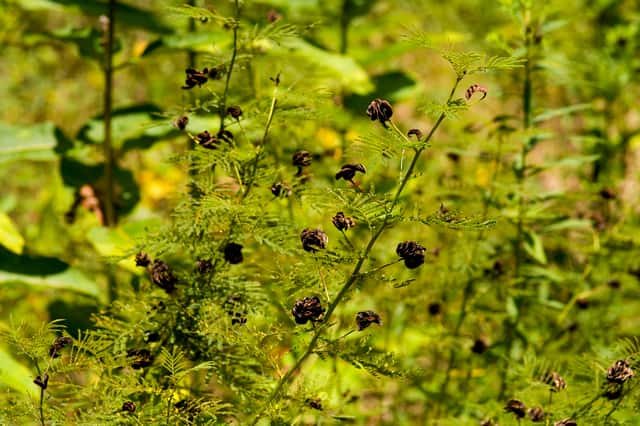Desmanto-do-Illinois