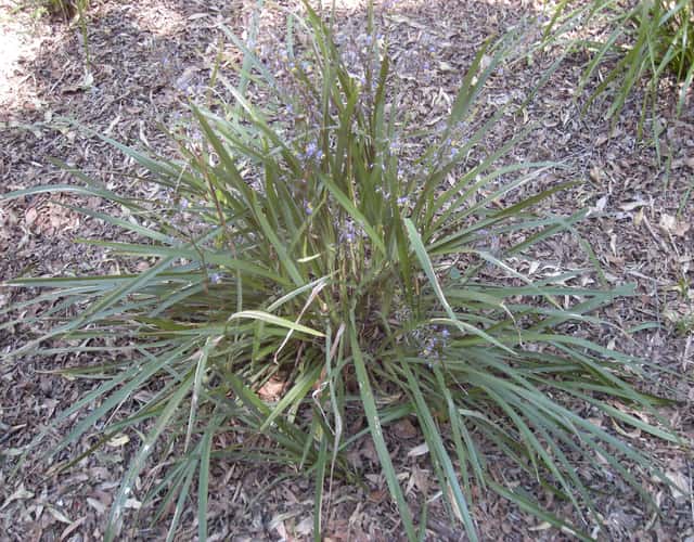 Dianella
