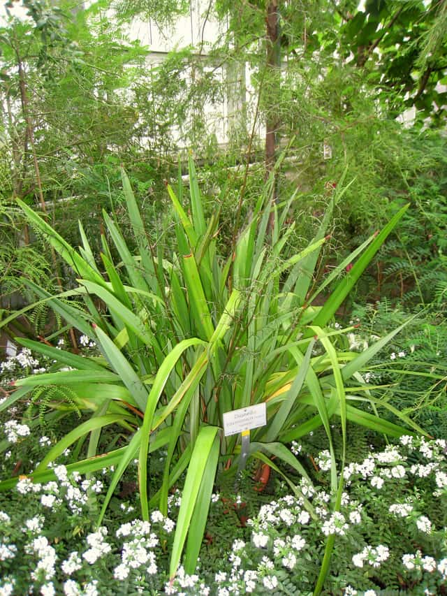 Lírio do Linho da Tasmânia