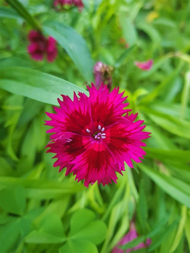 Sweet William