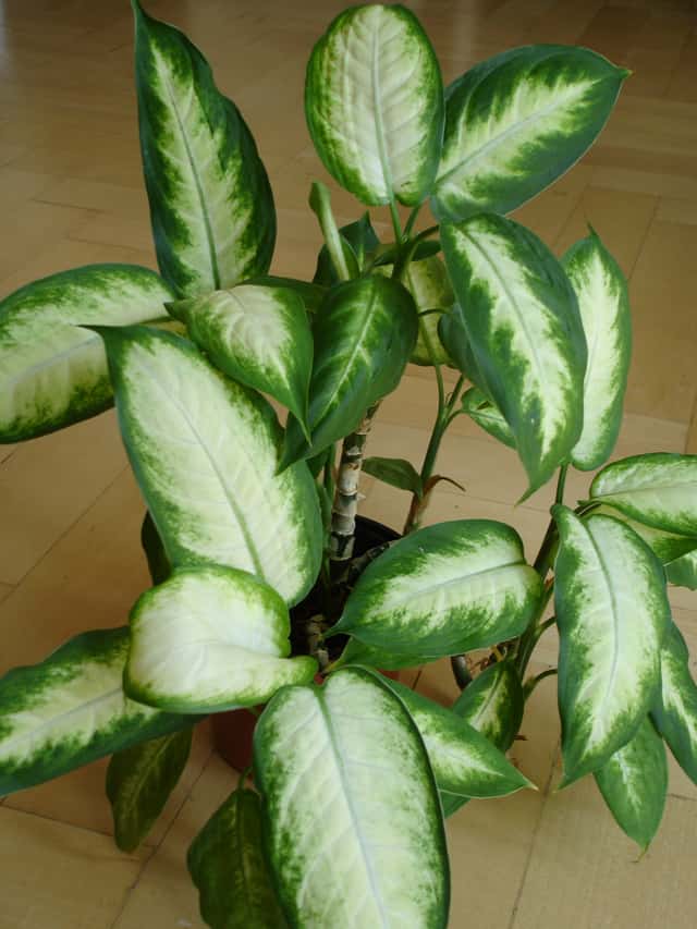 Bowmann Dumb Cane