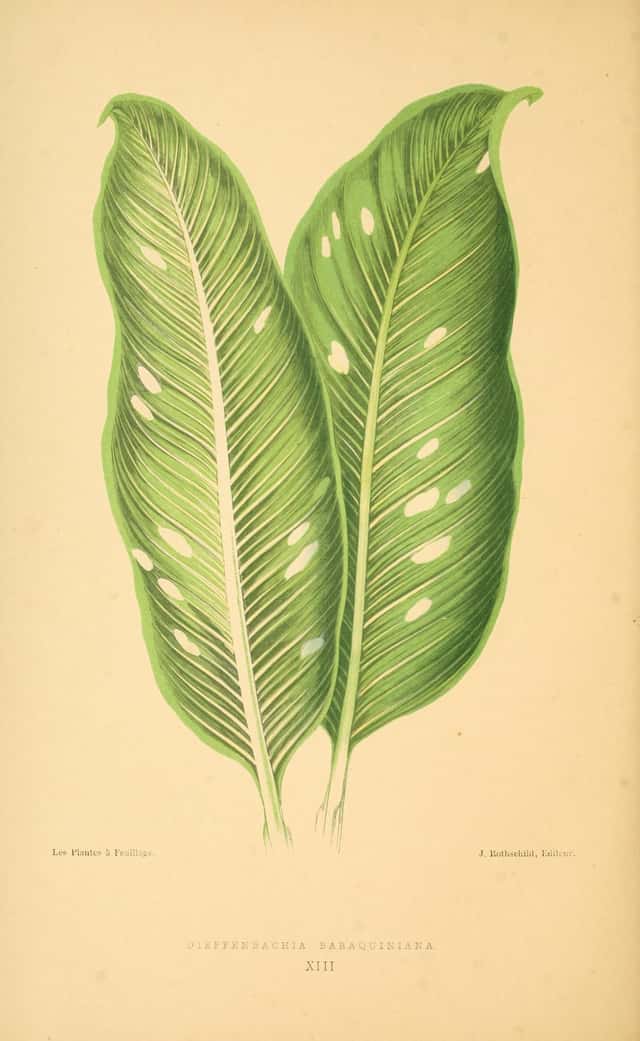 Comigo-ninguém-pode