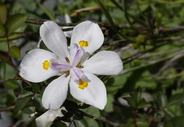 Iris Africano