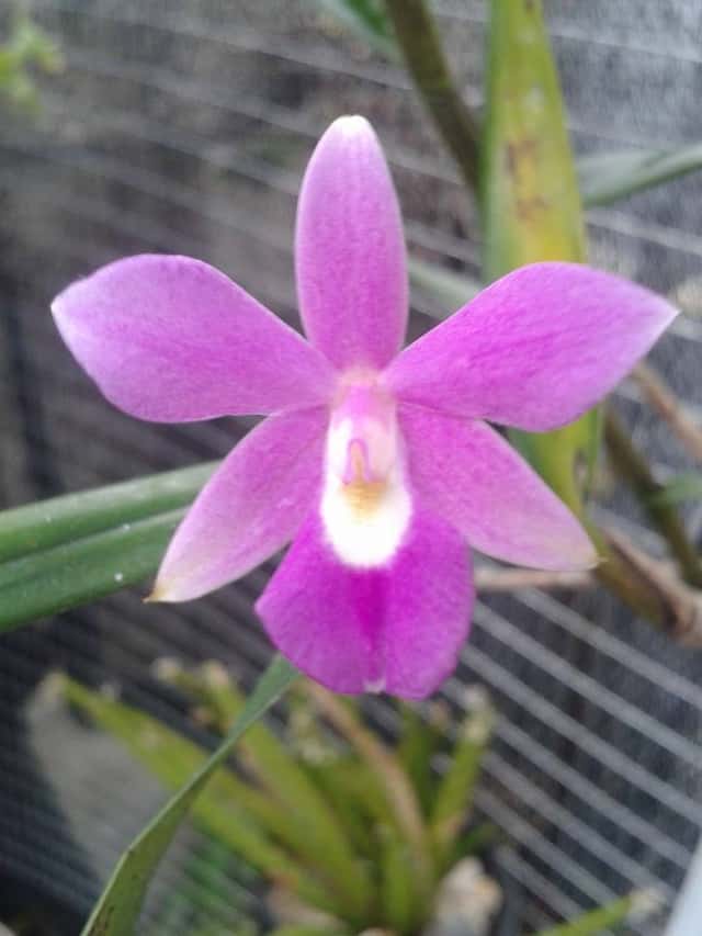 Dimerandra