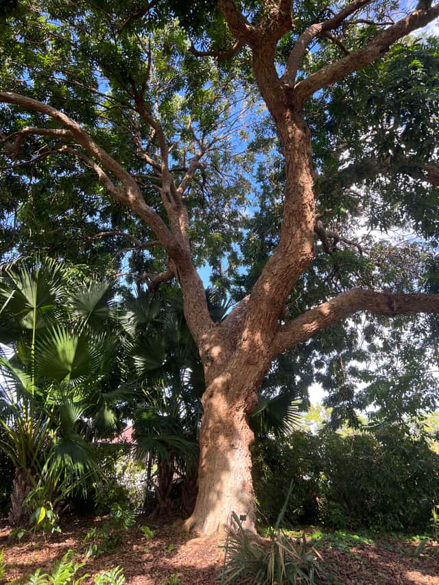 Longan