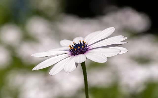 Cape Marguerite