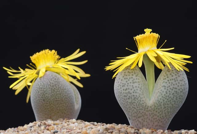 Dinteranthus