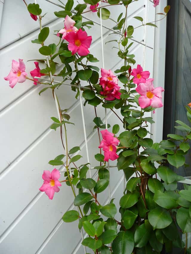 Mandevilla