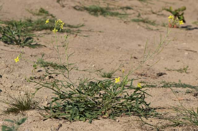 Wild rocket