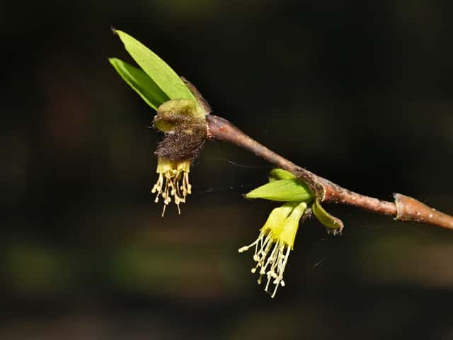 Eastern Leatherwood