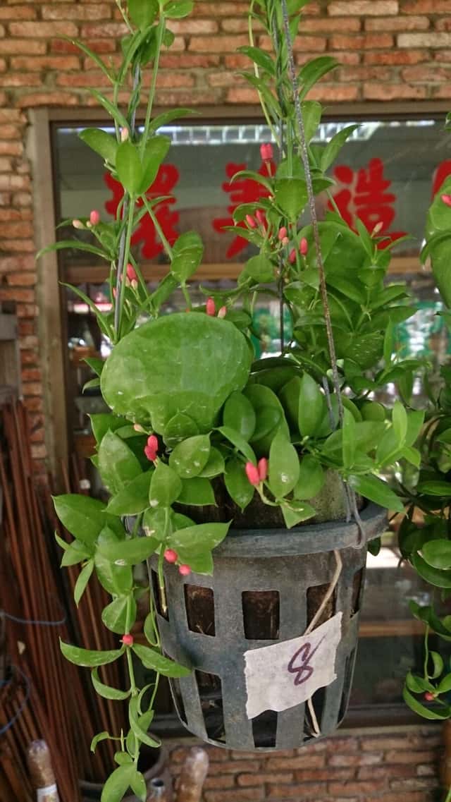 Dischidia