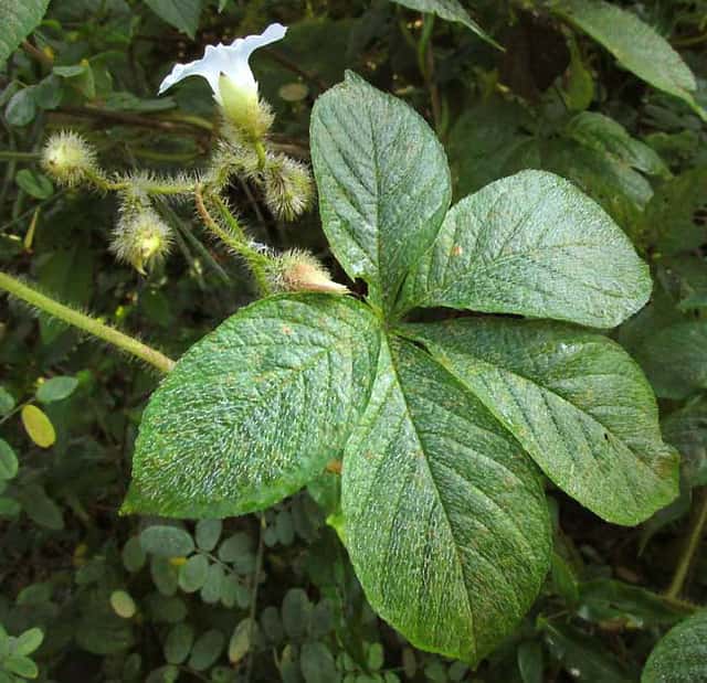 Woodroses (genus Distimake)