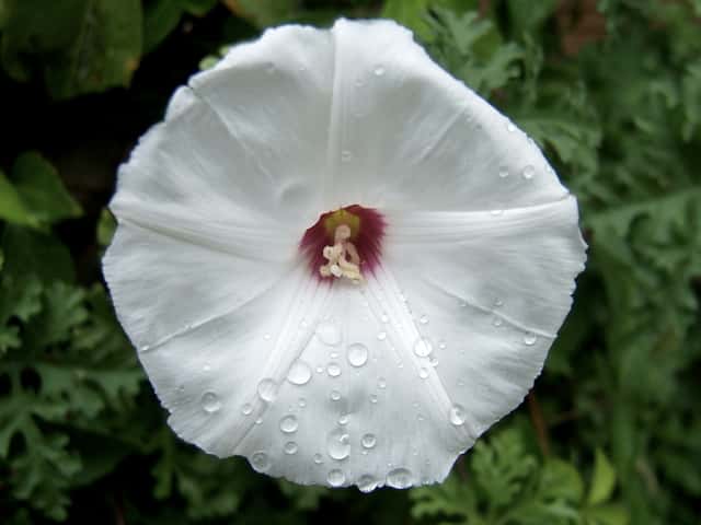 Alamowinde