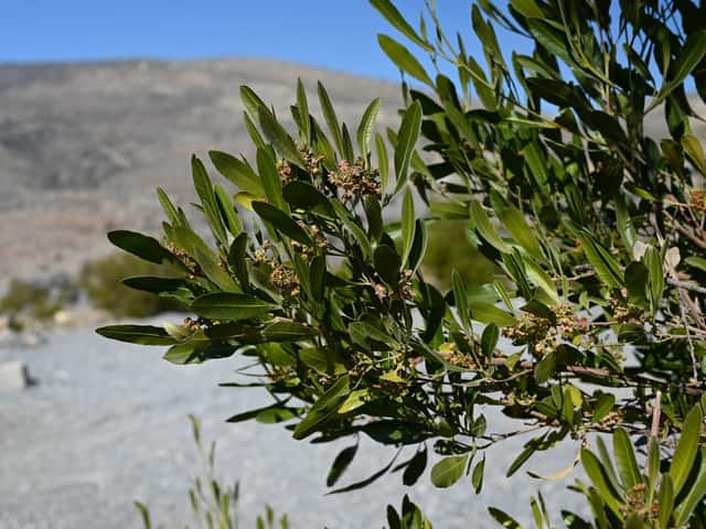 Jarilla