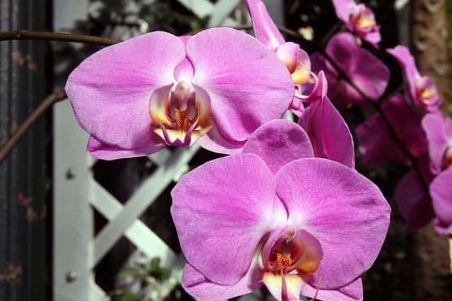 Lepkeorchidea hibrid