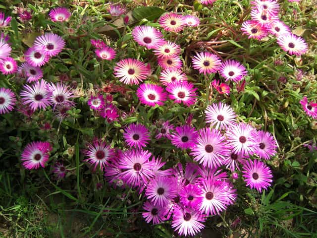Margherita di Livingstone