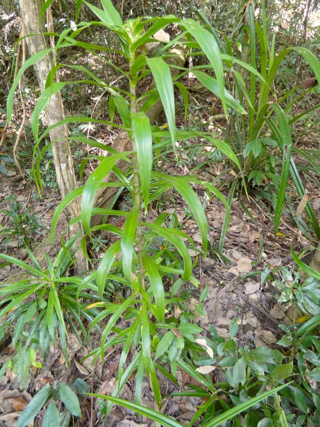 Dracena a foglie strette