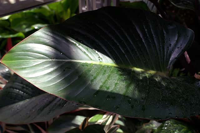 Dracaena