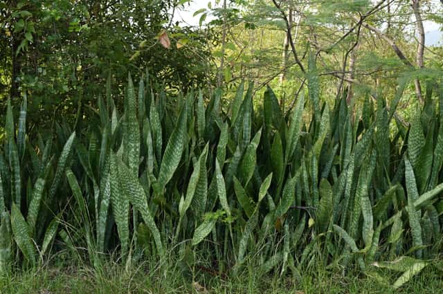 Dracena-africana