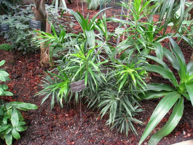 Dracena-reflexa