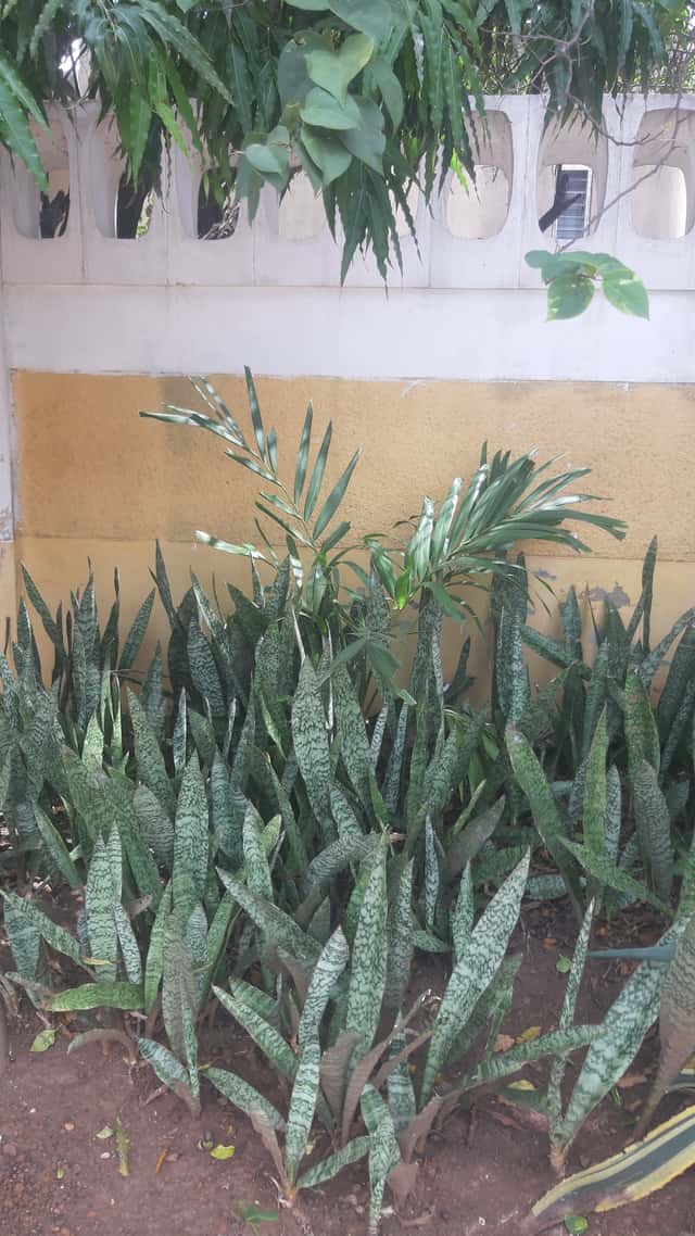 Espada-de-são-jorge