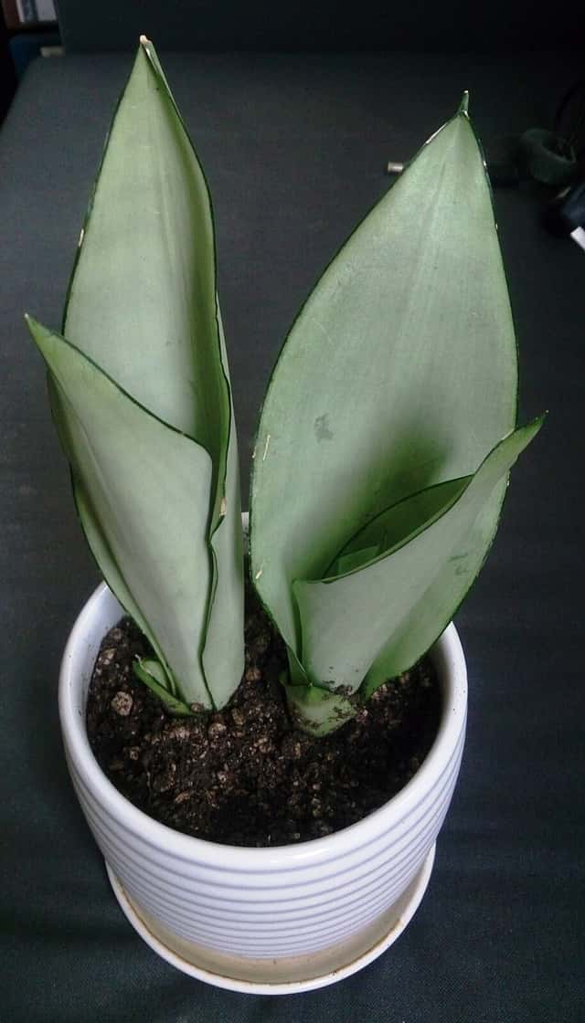 Bogenhanf 'Moonshine'