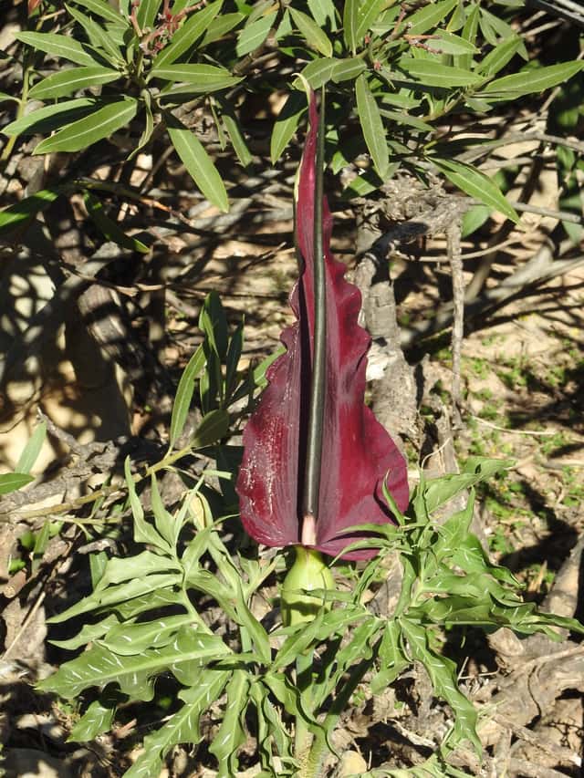 Dragon Lily