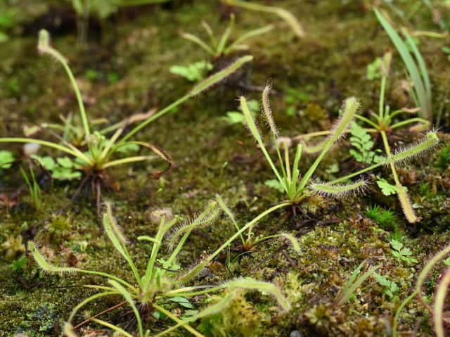 Drosera (gênero) / Orvalho-do-sol