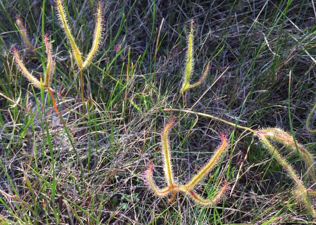 Drosera binata