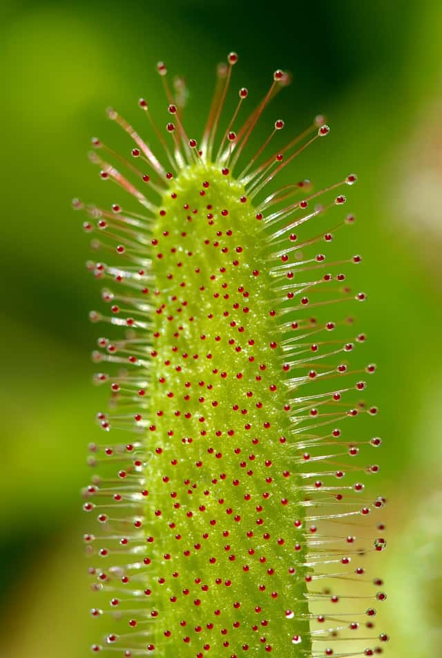 Drosera del Cabo