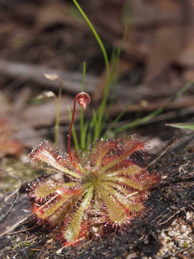 Drosera espatulada