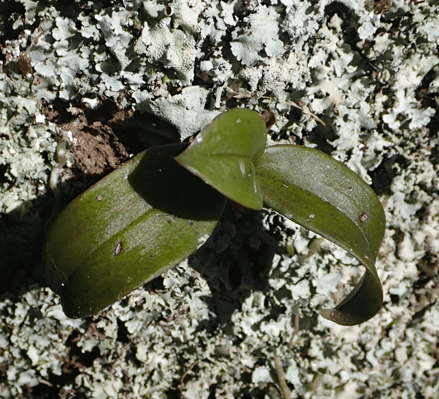 Green Fleshy Tree Orchid