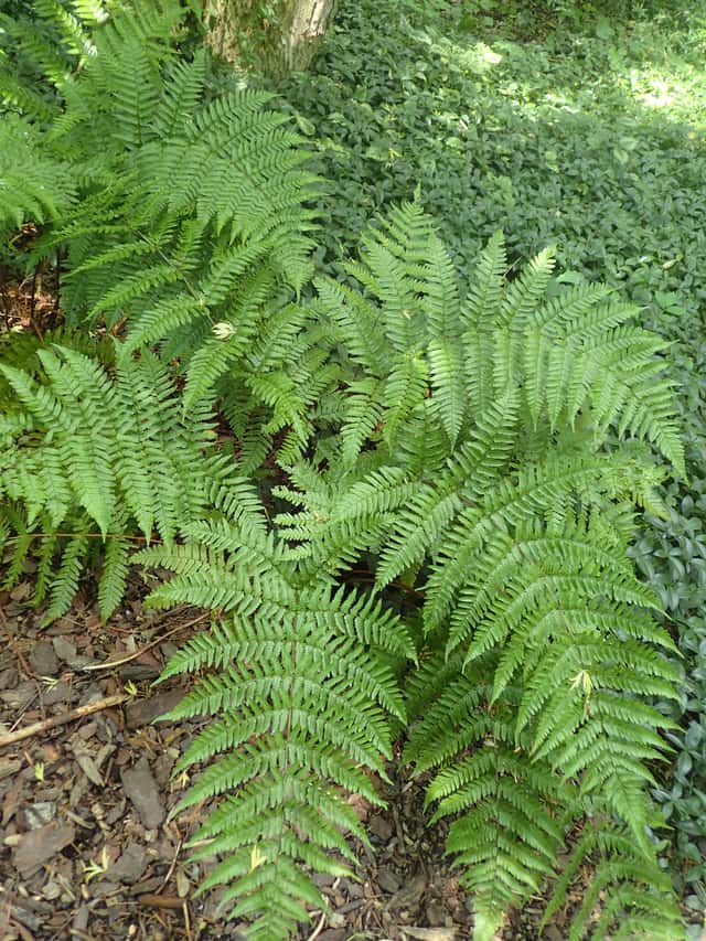 Dryopteris