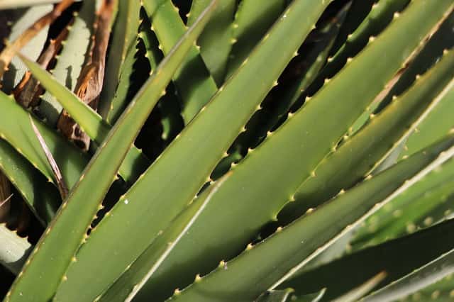 Hoja de Sierra