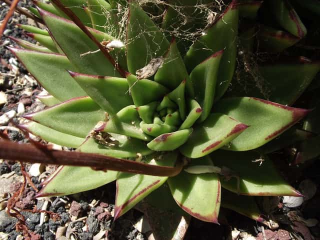 Echeveria-lipstick