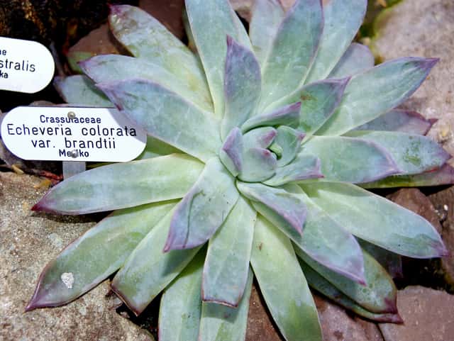 Suculenta Colorata Mexicana