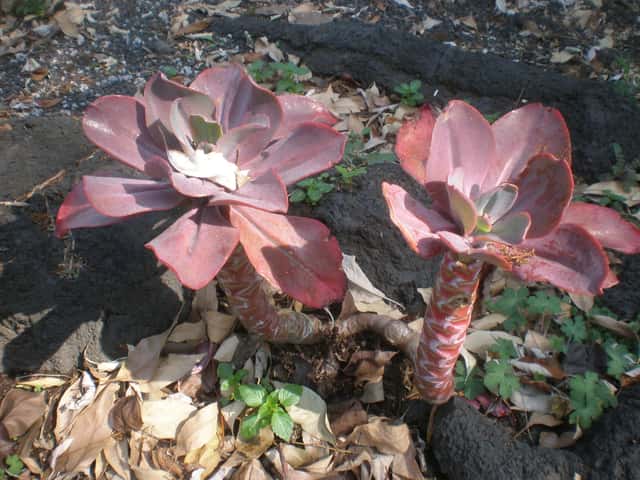 Echeveria Carnaval