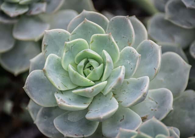 Plüss Echeveria