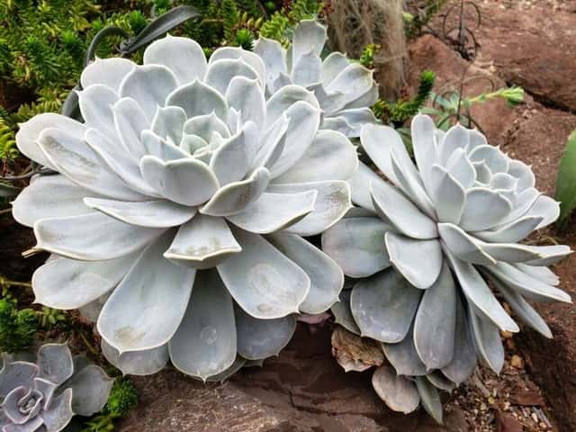 Ghost Echeveria