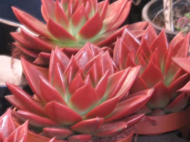 Miranda Echeveria