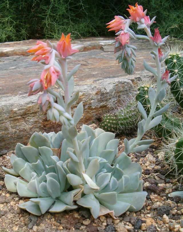 Echeveria Topsy Turvy