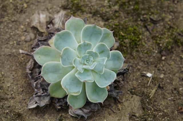 Blue Echeveria