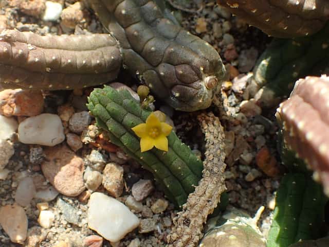 Echidnopsis