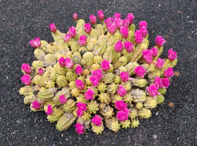 Cactus-ouriço